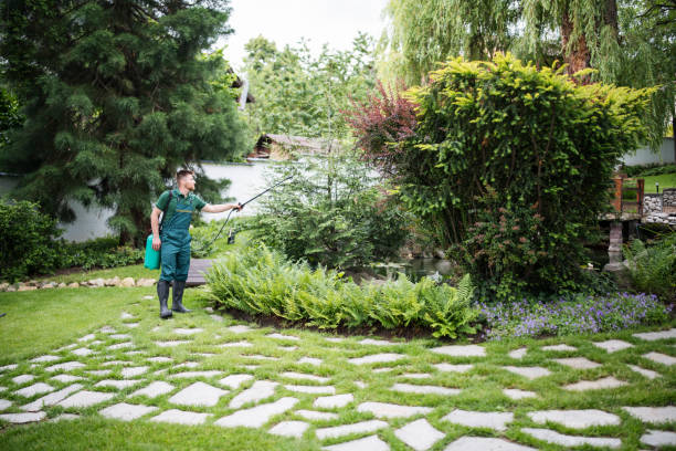 Best Ant Control Services  in Baudette, MN