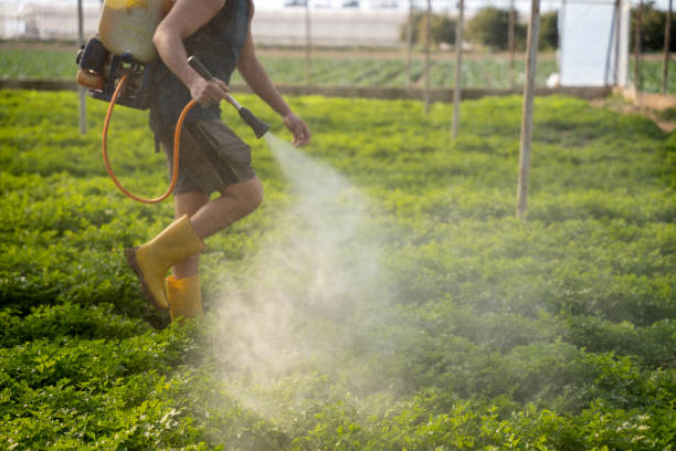 Best Best Pest Control Companies  in Baudette, MN