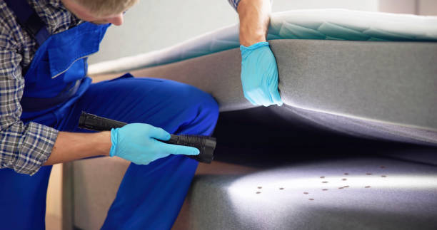 Best Ant Control Services  in Baudette, MN