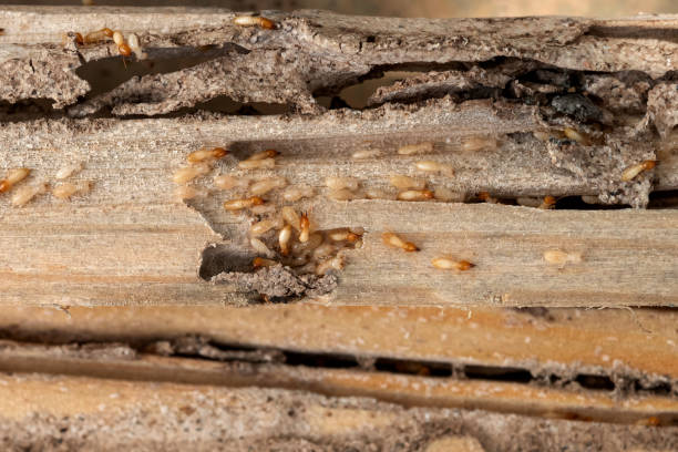 Best Affordable Pest Control Services  in Baudette, MN